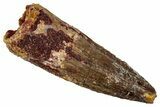 Fossil Spinosaurus Tooth - Real Dinosaur Tooth #346797-1